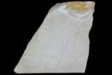 Fossil Pea Crab (Pinnixa) From California - Miocene #85286-1